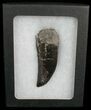 HUGE, Allosaurus Tooth - Colorado #5727-2